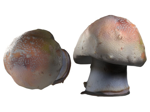 Mushrooms Collection Modelo 3D