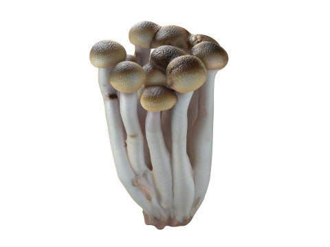 Mushrooms Collection Modelo 3D