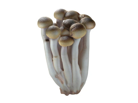 キノココレクション 3Dモデル