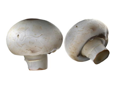 Mushrooms Collection Modelo 3D