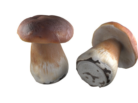 Mushrooms Collection Modelo 3D