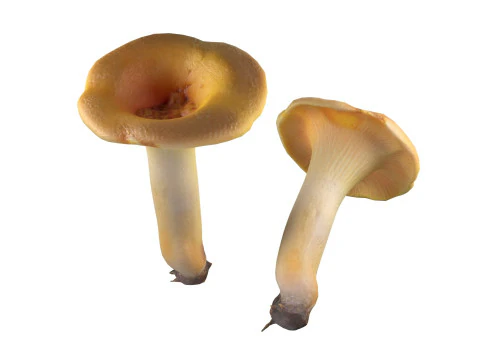 キノココレクション 3Dモデル