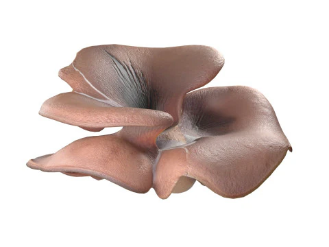 キノココレクション 3Dモデル