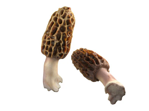 キノココレクション 3Dモデル