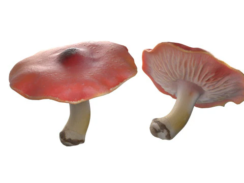 キノココレクション 3Dモデル