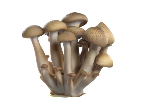 キノココレクション 3Dモデル