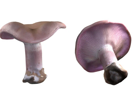 キノココレクション 3Dモデル