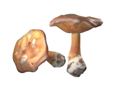 キノココレクション 3Dモデル