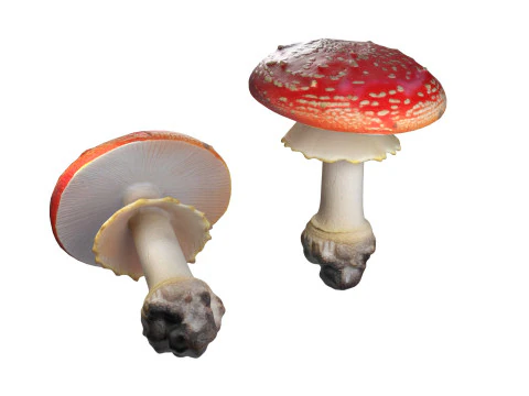 キノココレクション 3Dモデル