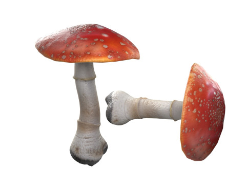 Mushrooms Collection Modelo 3D