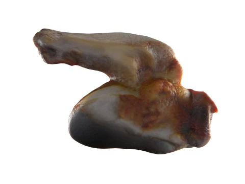 Asas de frango fritas Modelo 3D