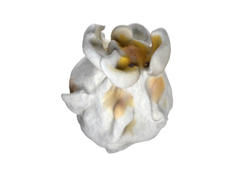 Popcorn 2 3D Model