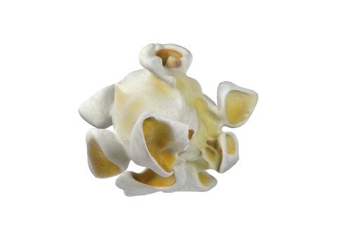Popcorn 3 3D Model