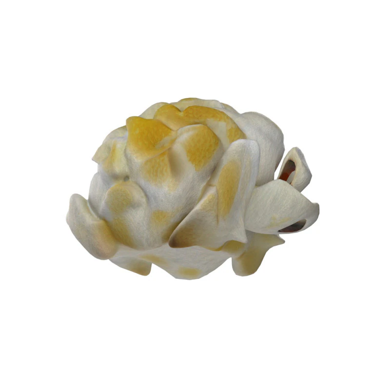 ポップコーン 4 3Dモデル .c4d .max .obj .3ds .fbx .stl .blend 
