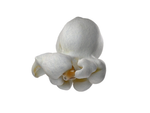 Popcorn 5 Modelo 3D