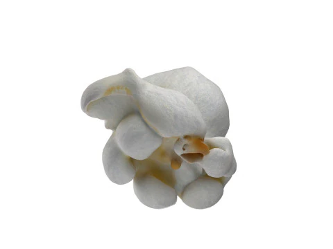 Попкорн 5 3D Модель