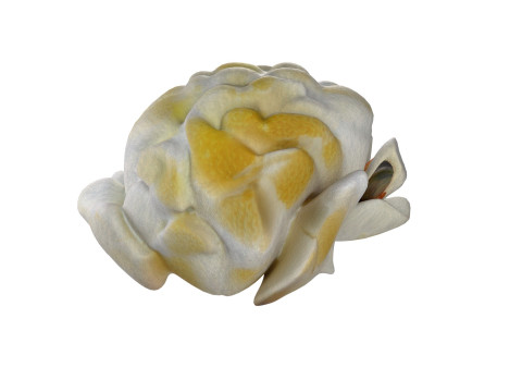 Popcorn collection Modèle 3D