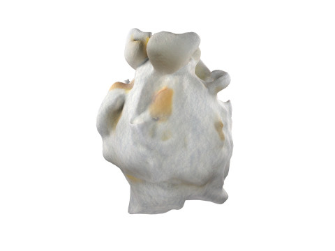 Popcorn collection Modèle 3D