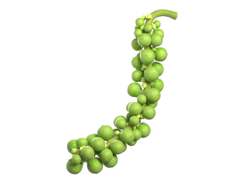 Fresh green peppercorn 3D Model