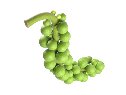 Fresh green peppercorn 3D Model