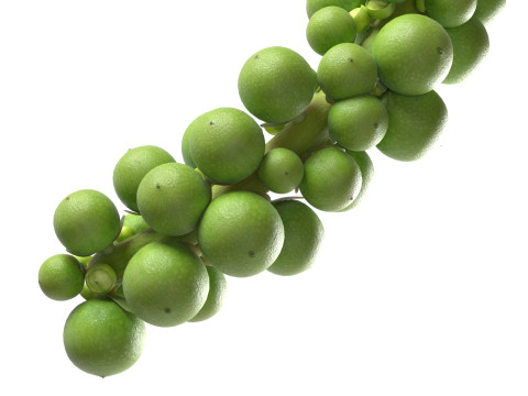 Fresh green peppercorn 3D Model