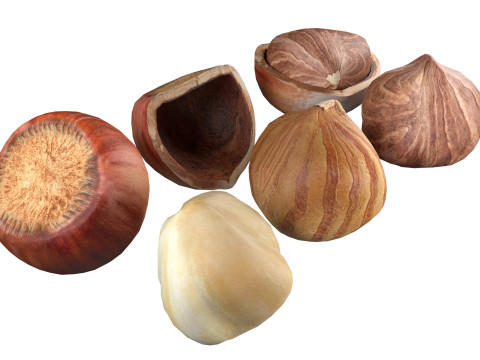 Hazelnut collection Modelo 3D