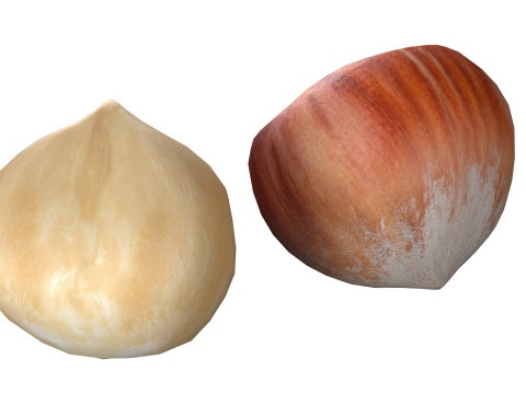 Hazelnut collection Modelo 3D