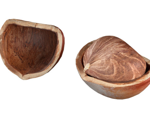 Hazelnut collection Modelo 3D