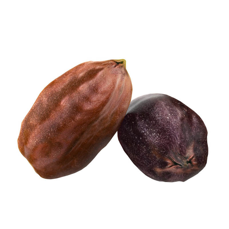 Jojoba seed Modelo 3D .c4d .max .obj .3ds .fbx .stl .blend