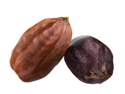 Jojoba seed 3D Модель