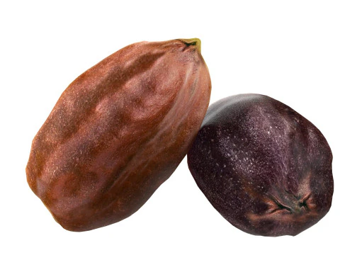 Semente de jojoba Modelo 3D