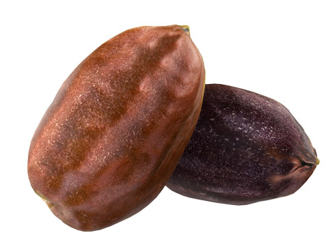 Jojoba seed Modelo 3D