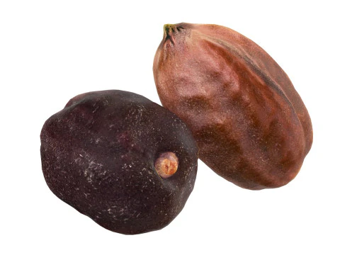 Semente de jojoba Modelo 3D