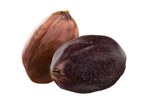 Jojoba seed Modelo 3D