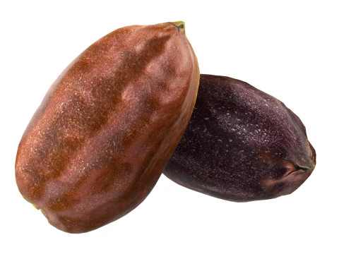 Semente de jojoba Modelo 3D