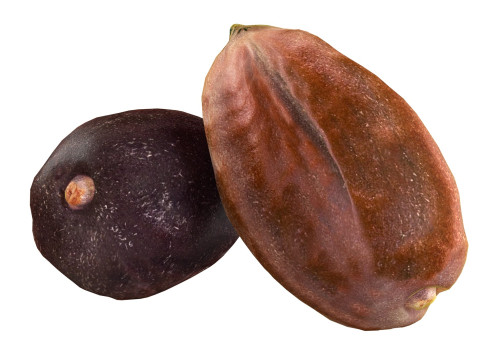 Jojoba seed Modelo 3D