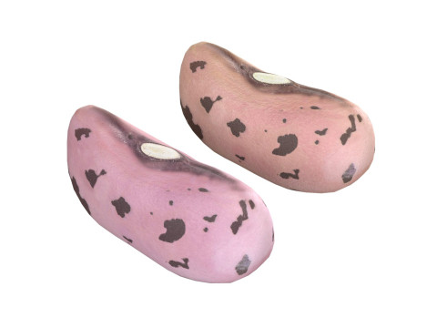 Cranberry Borlotti bean 3D Модель