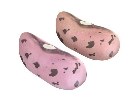 Feij&atilde;o Borlotti com Cranberry Modelo 3D