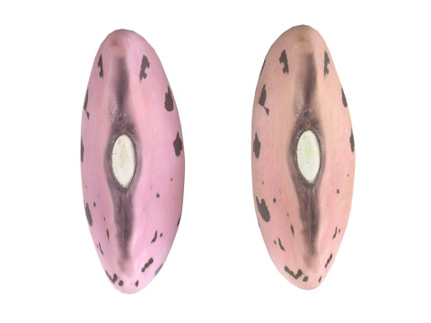 Cranberry Borlotti bean Modelo 3D