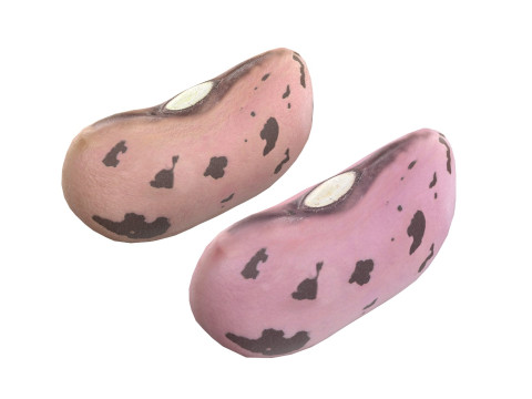 Cranberry Borlotti bean Modelo 3D