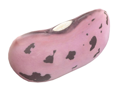 Cranberry Borlotti bean Modelo 3D