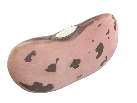 Cranberry Borlotti bean Modelo 3D