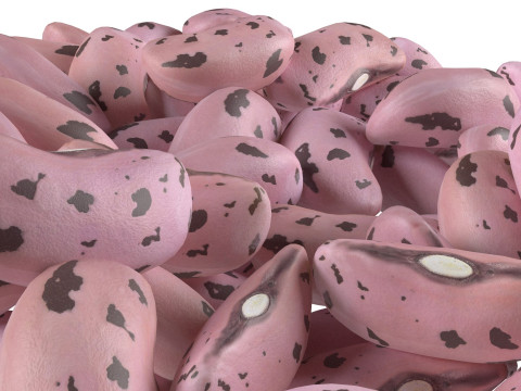 Cranberry Borlotti bean Pile 3D Модель
