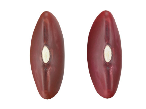 Red kidney beans 3D Model