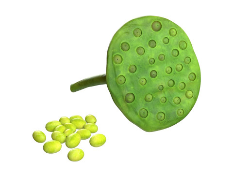 Lotus seed pod 3Dモデル
