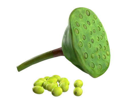 Lotus seed pod 3Dモデル