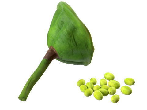 Lotus seed pod 3Dモデル