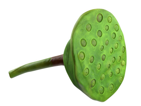 Lotus seed pod 3Dモデル
