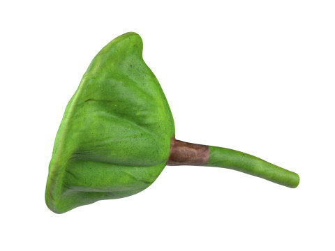 Lotus seed pod 3Dモデル