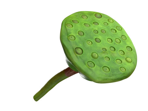 Lotus seed pod 3Dモデル